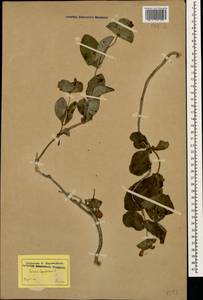 Lonicera caprifolium L., Caucasus, Dagestan (K2) (Russia)