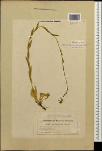 Turritis glabra L., Caucasus, Georgia (K4) (Georgia)