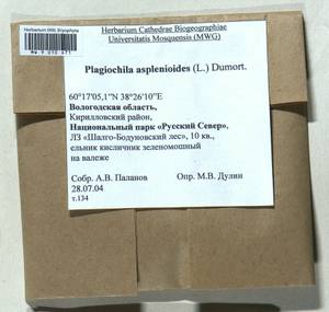 Plagiochila asplenioides (L.) Dumort., Bryophytes, Bryophytes - European North East (B7) (Russia)