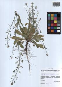 Capsella bursa-pastoris (L.) Medik., Siberia, Altai & Sayany Mountains (S2) (Russia)