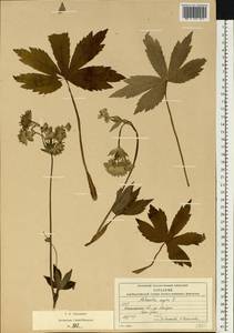 Astrantia major L., Eastern Europe, West Ukrainian region (E13) (Ukraine)