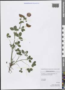 Trifolium hybridum L., Eastern Europe, Eastern region (E10) (Russia)