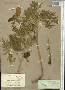Paeonia intermedia, Middle Asia, Pamir & Pamiro-Alai (M2)