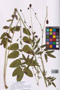 Sanguisorba officinalis L., Eastern Europe, North-Western region (E2) (Russia)