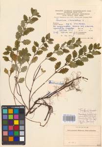 MHA 0 155 207, Teucrium chamaedrys L., Eastern Europe, West Ukrainian region (E13) (Ukraine)