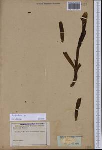 Dactylorhiza, Caucasus (no precise locality) (K0)