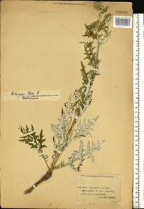 Echinops ritro subsp. ruthenicus (M. Bieb.) Nyman, Eastern Europe, Lower Volga region (E9) (Russia)