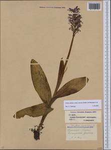 Orchis militaris subsp. stevenii (Rchb.f.) B.Baumann & al., Caucasus, North Ossetia, Ingushetia & Chechnya (K1c) (Russia)