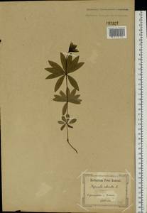 Galium odoratum (L.) Scop., Eastern Europe, South Ukrainian region (E12) (Ukraine)