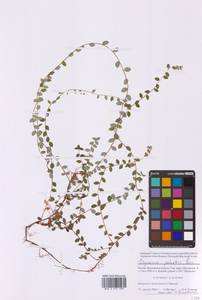 Vaccinium oxycoccos L., Eastern Europe, Moscow region (E4a) (Russia)