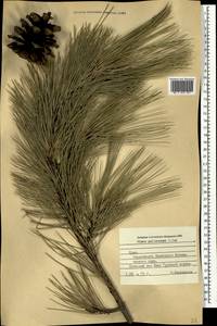 Pinus nigra subsp. pallasiana (Lamb.) Holmboe, Crimea (KRYM) (Russia)
