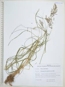 Calamagrostis purpurascens R.Br., Siberia, Russian Far East (S6) (Russia)