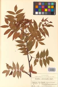 Sorbus commixta Hedl., Siberia, Russian Far East (S6) (Russia)