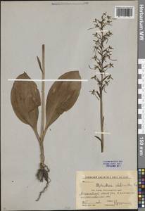 Platanthera chlorantha (Custer) Rchb., Caucasus, Krasnodar Krai & Adygea (K1a) (Russia)