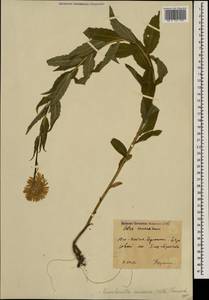 Kemulariella caucasica (Willd.) Tamamsch., Caucasus, South Ossetia (K4b) (South Ossetia)