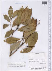 Ficus obtusiuscula (Miq.) Miq., America (AMER) (Paraguay)