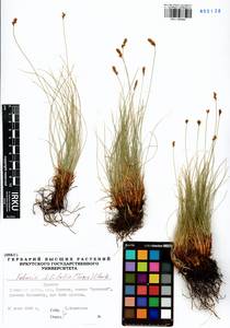 Carex macroprophylla (Y.C.Yang) S.R.Zhang, Siberia, Baikal & Transbaikal region (S4) (Russia)