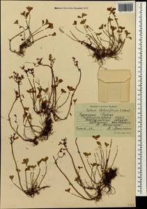 Phedimus stolonifer (S. G. Gmel.) 't Hart, Caucasus, Stavropol Krai, Karachay-Cherkessia & Kabardino-Balkaria (K1b) (Russia)