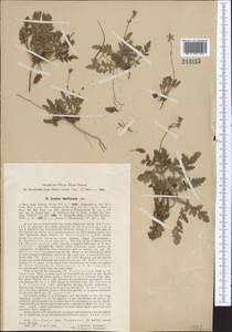 Erodium hoefftianum C. A. Meyer, Middle Asia, Syr-Darian deserts & Kyzylkum (M7) (Kazakhstan)