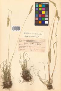 Koeleria pyramidata (Lam.) P.Beauv., Siberia, Russian Far East (S6) (Russia)