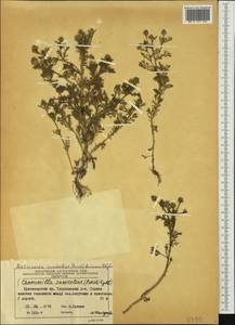 Matricaria discoidea DC., Siberia, Central Siberia (S3) (Russia)