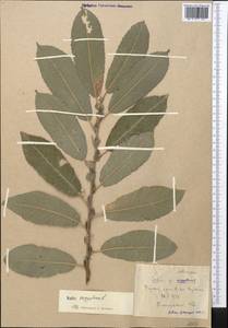 Salix aegyptiaca L., Middle Asia, Kopet Dag, Badkhyz, Small & Great Balkhan (M1) (Turkmenistan)