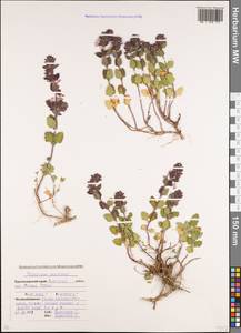 Teucrium chamaedrys subsp. nuchense (K.Koch) Rech.f., Caucasus, Krasnodar Krai & Adygea (K1a) (Russia)