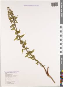 Scrophularia variegata subsp. rupestris (M. Bieb. ex Willd.) Grau, Caucasus, Krasnodar Krai & Adygea (K1a) (Russia)