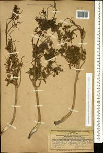 Chaerophyllum macrospermum (Willd. ex Spreng.) Fisch. & C. A. Mey., Caucasus, Armenia (K5) (Armenia)