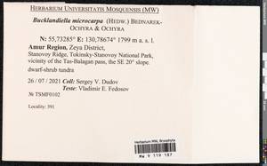 Bucklandiella microcarpos (Hedw.) Bedn.-Ochyra & Ochyra, Bryophytes, Bryophytes - Russian Far East (excl. Chukotka & Kamchatka) (B20) (Russia)