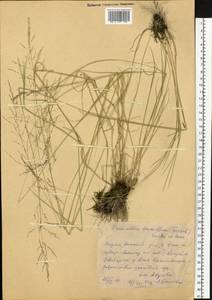 Puccinellia tenuiflora (Griseb.) Scribn. & Merr., Siberia, Yakutia (S5) (Russia)