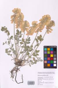 Hedysarum grandiflorum Pall., Eastern Europe, Lower Volga region (E9) (Russia)