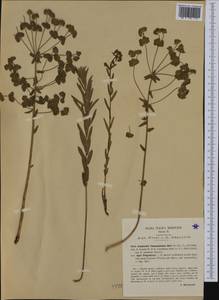 Euphorbia esula subsp. tommasiniana (Bertol.) Kuzmanov, Western Europe (EUR) (Italy)
