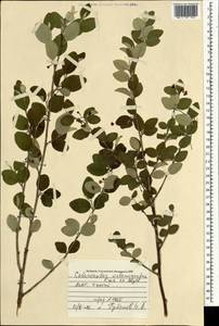 Cotoneaster melanocarpus G.Lodd., Mongolia (MONG) (Mongolia)