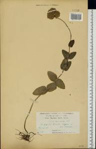 Hylotelephium maximum (L.) Holub, Eastern Europe, Central forest-and-steppe region (E6) (Russia)