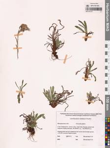 Leontopodium stellatum A. P. Khokhr., Siberia, Chukotka & Kamchatka (S7) (Russia)