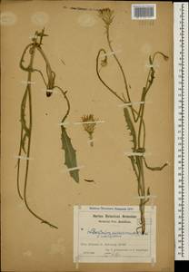 Leontodon asperrimus (Willd.) Boiss. ex Ball, Caucasus, Azerbaijan (K6) (Azerbaijan)