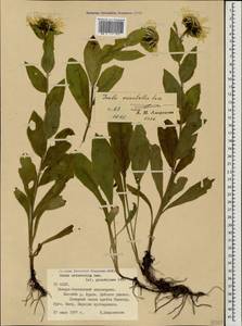 Pentanema orientale (Lam.) D. Gut. Larr., Santos-Vicente, Anderb., E. Rico & M. M. Mart. Ort., Caucasus, North Ossetia, Ingushetia & Chechnya (K1c) (Russia)