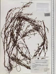 Polygonum fusco-ochreatum Kom., Siberia, Russian Far East (S6) (Russia)