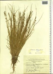 Carex bonanzensis Britton, Siberia, Chukotka & Kamchatka (S7) (Russia)
