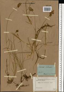Carex praecox Schreb., Eastern Europe (no precise locality) (E0) (Russia)