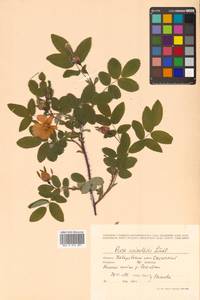 Rosa acicularis Lindl., Siberia, Russian Far East (S6) (Russia)