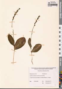 Platanthera chorisiana var. elata Finet, Siberia, Chukotka & Kamchatka (S7) (Russia)