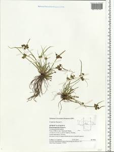 Cyperus fuscus L., Eastern Europe, Central region (E4) (Russia)