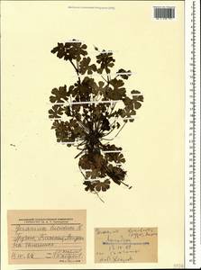 Geranium lucidum L., Caucasus, Georgia (K4) (Georgia)
