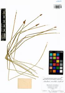Eleocharis mamillata (H.Lindb.) H.Lindb., Siberia, Baikal & Transbaikal region (S4) (Russia)