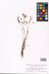 Bromus tectorum L., Eastern Europe, Moscow region (E4a) (Russia)