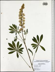 Lupinus polyphyllus Lindl., Eastern Europe, Central region (E4) (Russia)