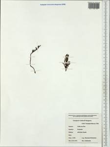 Tmesipteris vieillardii Dangeard, Australia & Oceania (AUSTR) (New Caledonia)