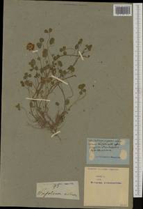 Trifolium repens L., Western Europe (EUR) (Not classified)